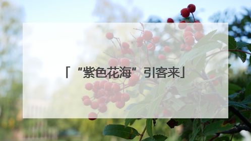 “紫色花海”引客来