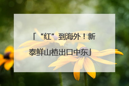 “红”到海外！新泰鲜山楂出口中东
