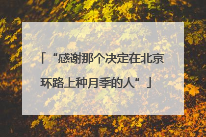 “感谢那个决定在北京环路上种月季的人”