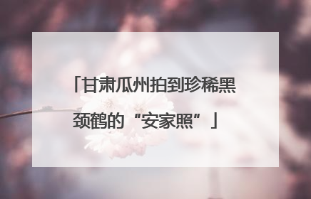 甘肃瓜州拍到珍稀黑颈鹤的“安家照”