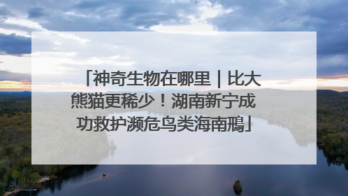 神奇生物在哪里｜比大熊猫更稀少！湖南新宁成功救护濒危鸟类海南鳽