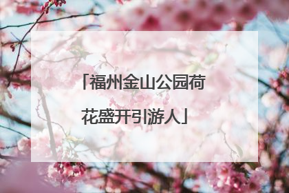 福州金山公园荷花盛开引游人