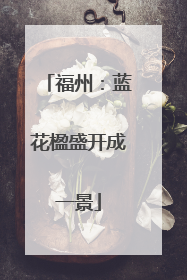 福州：蓝花楹盛开成一景