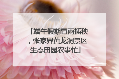 端午假期冒雨插秧，张家界黄龙洞景区生态田园农事忙