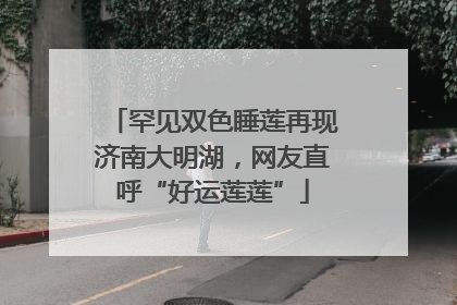罕见双色睡莲再现济南大明湖，网友直呼“好运莲莲”
