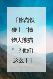 修高铁碰上“植物大熊猫”？他们这么干
