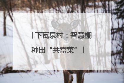 下瓦泉村：智慧棚种出“共富菜”