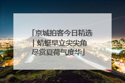 京城拍客今日精选｜蜻蜓早立尖尖角 尽赏夏荷气度华