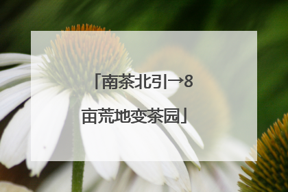 南茶北引→8亩荒地变茶园