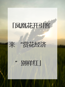 凤凰花开引客来 “赏花经济”别样红