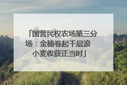 国营民权农场第三分场：金穗卷起千层浪 小麦收获正当时
