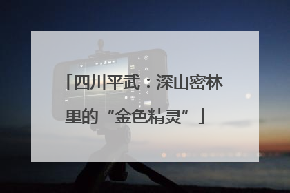 四川平武：深山密林里的“金色精灵”