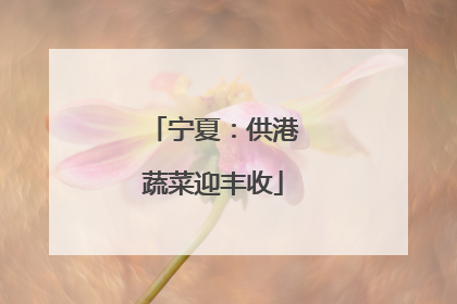 宁夏：供港蔬菜迎丰收