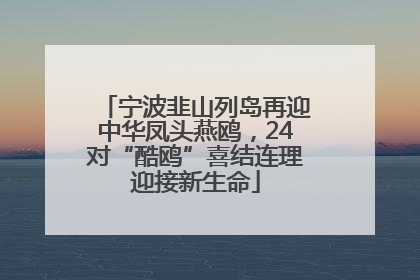 宁波韭山列岛再迎中华凤头燕鸥，24对“酷鸥”喜结连理迎接新生命
