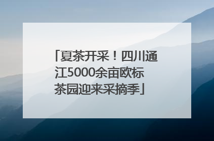 夏茶开采！四川通江5000余亩欧标茶园迎来采摘季