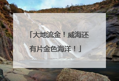 大地流金！威海还有片金色海洋！