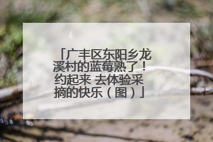 广丰区东阳乡龙溪村的蓝莓熟了！约起来 去体验采摘的快乐（图）