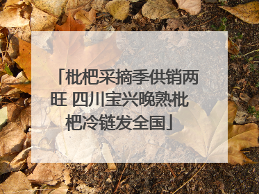 枇杷采摘季供销两旺 四川宝兴晚熟枇杷冷链发全国
