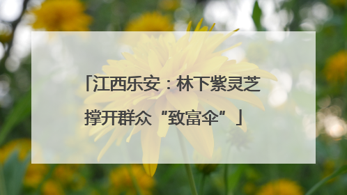 江西乐安：林下紫灵芝撑开群众“致富伞”