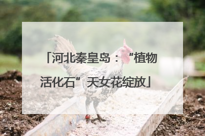河北秦皇岛：“植物活化石”天女花绽放