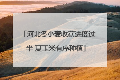 河北冬小麦收获进度过半 夏玉米有序种植