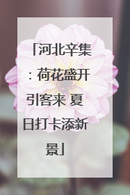 河北辛集：荷花盛开引客来 夏日打卡添新景