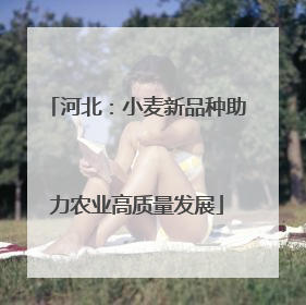 河北：小麦新品种助力农业高质量发展
