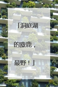 洞庭湖的麋鹿，最野！