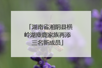 湖南省湘阴县横岭湖麋鹿家族再添三名新成员