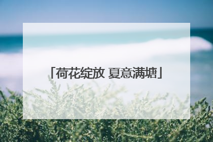 荷花绽放 夏意满塘