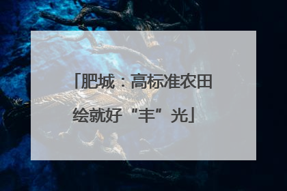 肥城：高标准农田绘就好“丰”光
