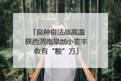 良种良法战高温 陕西渭南旱地小麦丰收有“粮”方