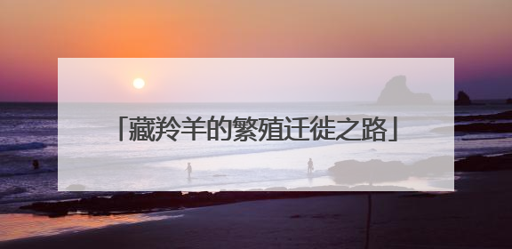 藏羚羊的繁殖迁徙之路