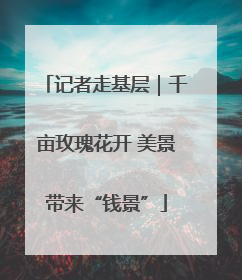 记者走基层｜千亩玫瑰花开 美景带来“钱景”