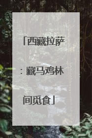 西藏拉萨：藏马鸡林间觅食