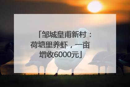 邹城皇甫新村：荷塘里养虾，一亩增收6000元