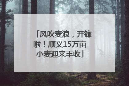 风吹麦浪，开镰啦！顺义15万亩小麦迎来丰收