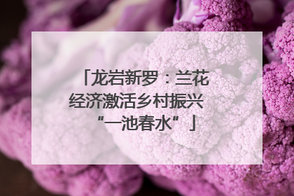 龙岩新罗：兰花经济激活乡村振兴“一池春水”