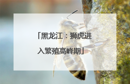 黑龙江：狮虎进入繁殖高峰期