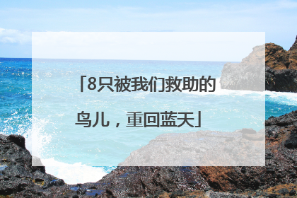 8只被我们救助的鸟儿，重回蓝天